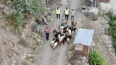 Artvin’in Yusufeli ilçesinde kaybolan 30 küçükbaş hayvan, jandarmanın dron takviyeli