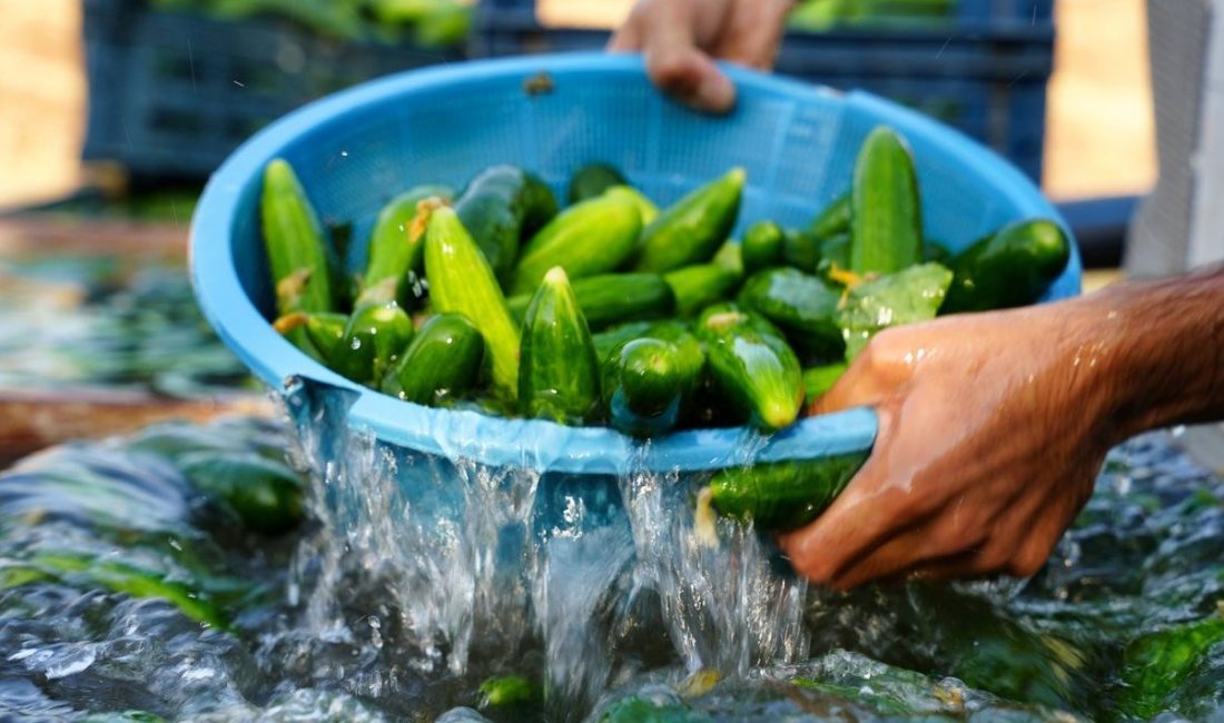 ABD'de kilolarca taze salatalık, ölümcül Salmonella bakterisi kuşkusuyla "Sınıf 1"
