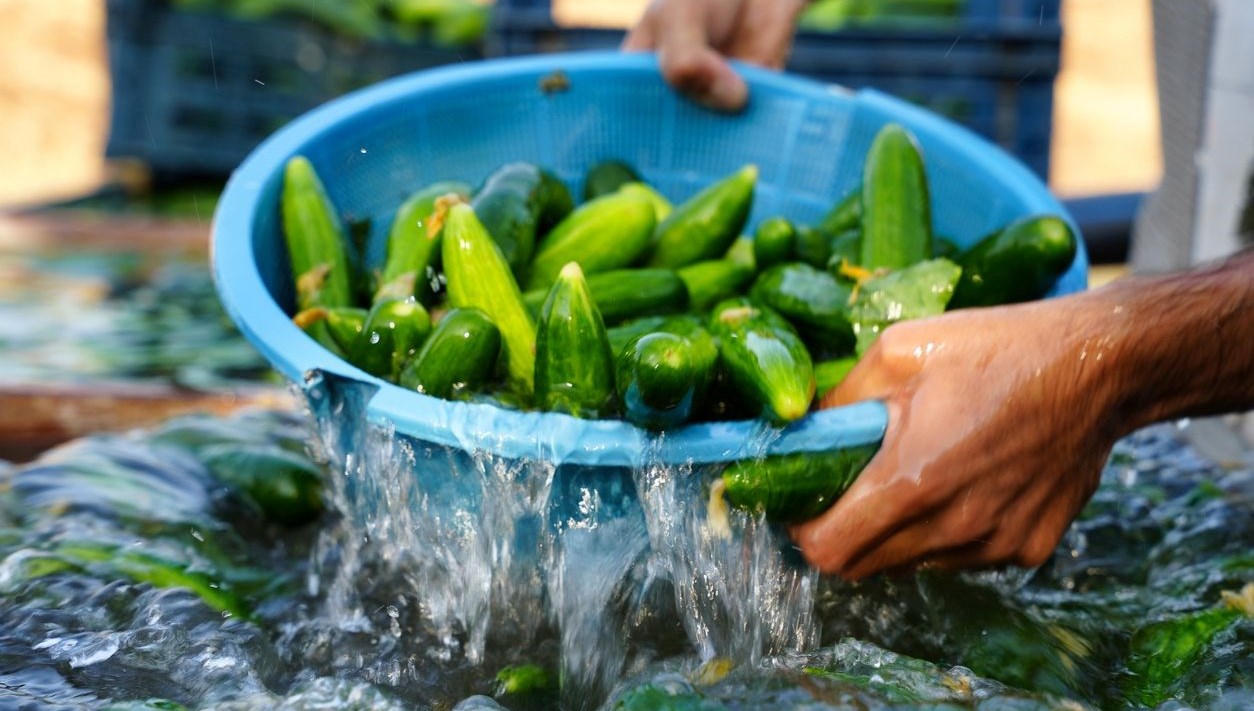 ABD'de kilolarca taze salatalık, ölümcül Salmonella bakterisi kuşkusuyla "Sınıf 1"