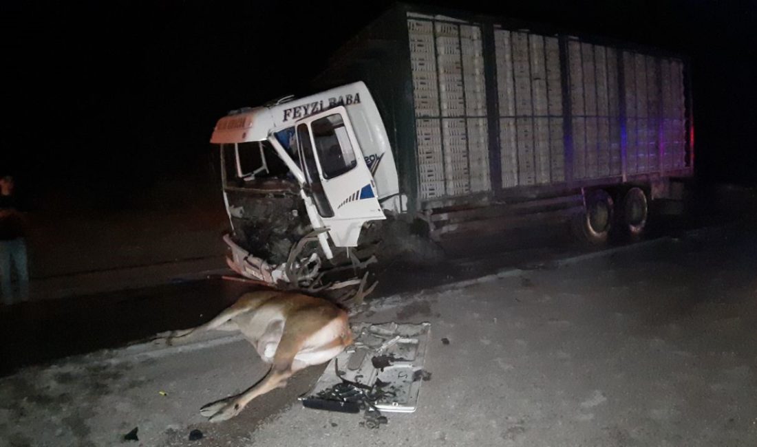 Mudurnu ilçesinde yola birdenbire fırlayan geyiğe çarptıktan sonra kamyonla çarpışan