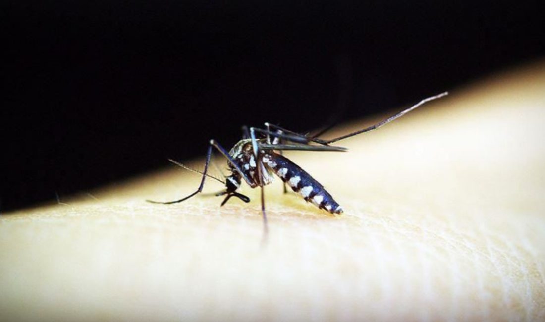 Çin'in güneyindeki Foşan kentinde sivrisinek kaynaklı chikungunya virüsü hadise sayısı