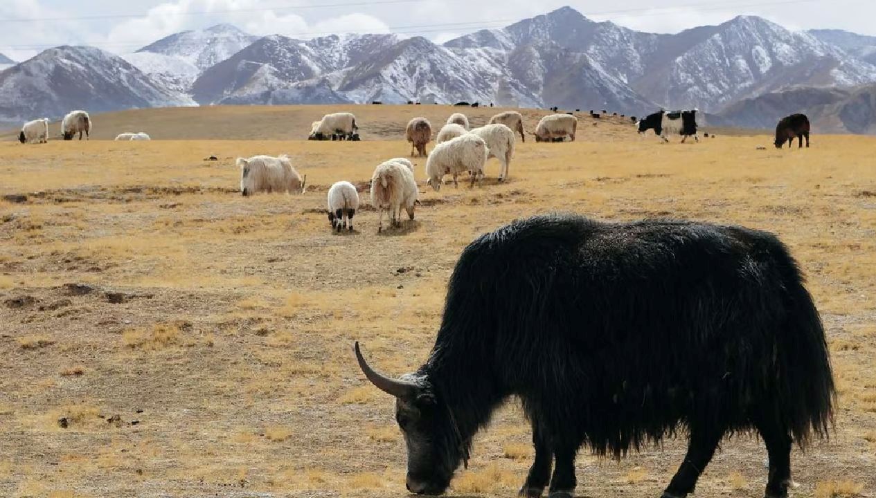 Çin'in güneybatısında bilim insanları, bir yak hayvanını klonlamayı başardı.