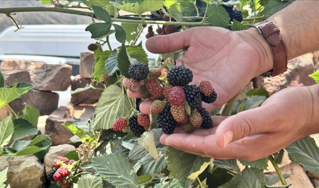 Tarım ve Orman Bakanlığı'nın nezaretinde, Siirt'te yüksek rakımda deneme üretimi