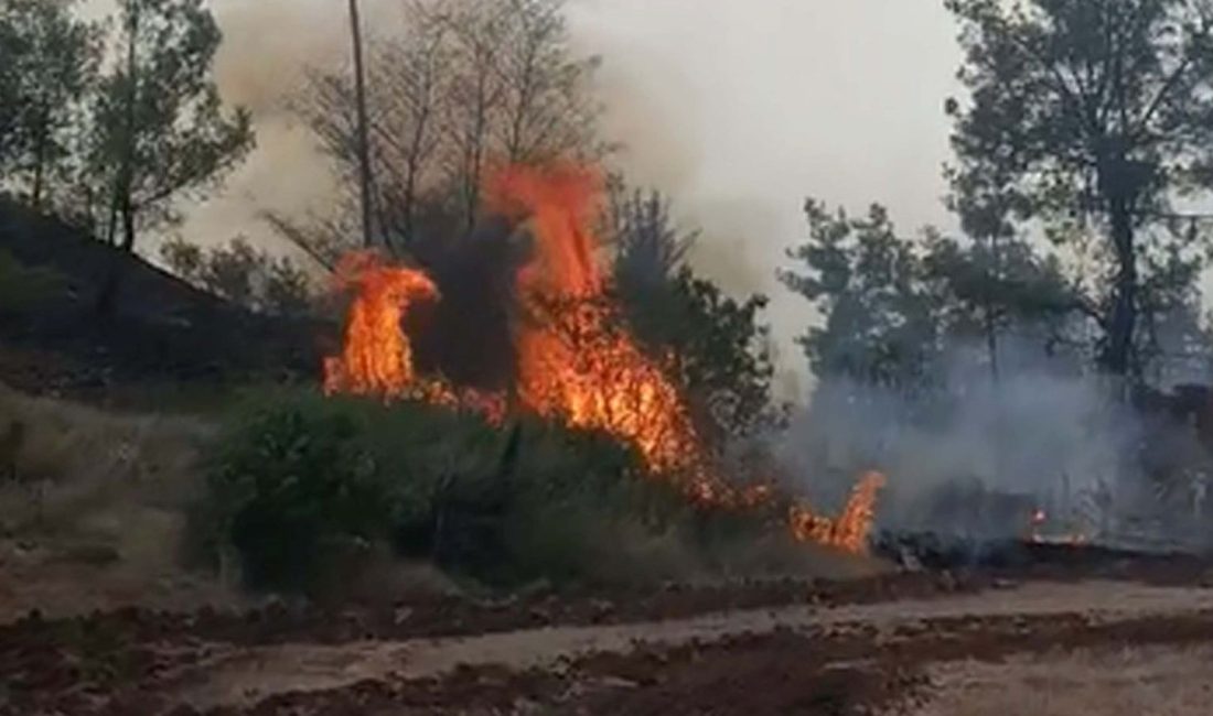 Denizli'nin Acıpayam ilçesinde tarım yerinde çıkan orman yangını söndürüldü. Yangında