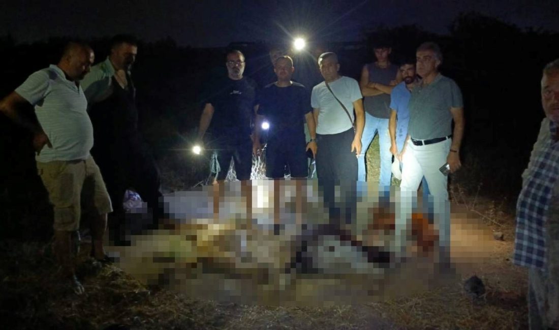 Hatay'da sanayi bölgesinden gelen derede su içen 65 küçükbaş hayvan