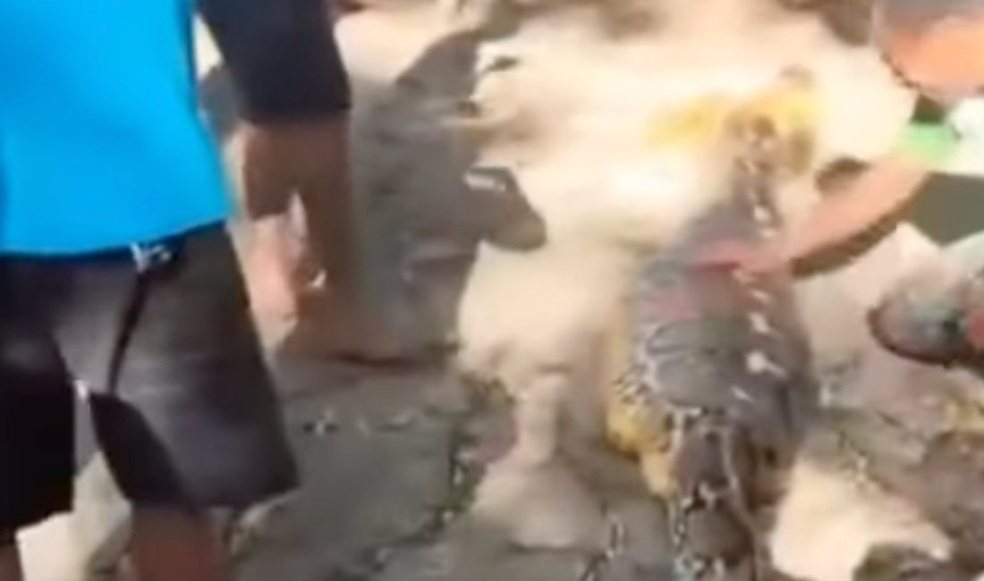 Sulawesi'nin Buton Selatan bölgesinde tavuklarını beslemek için bahçeye giden 61