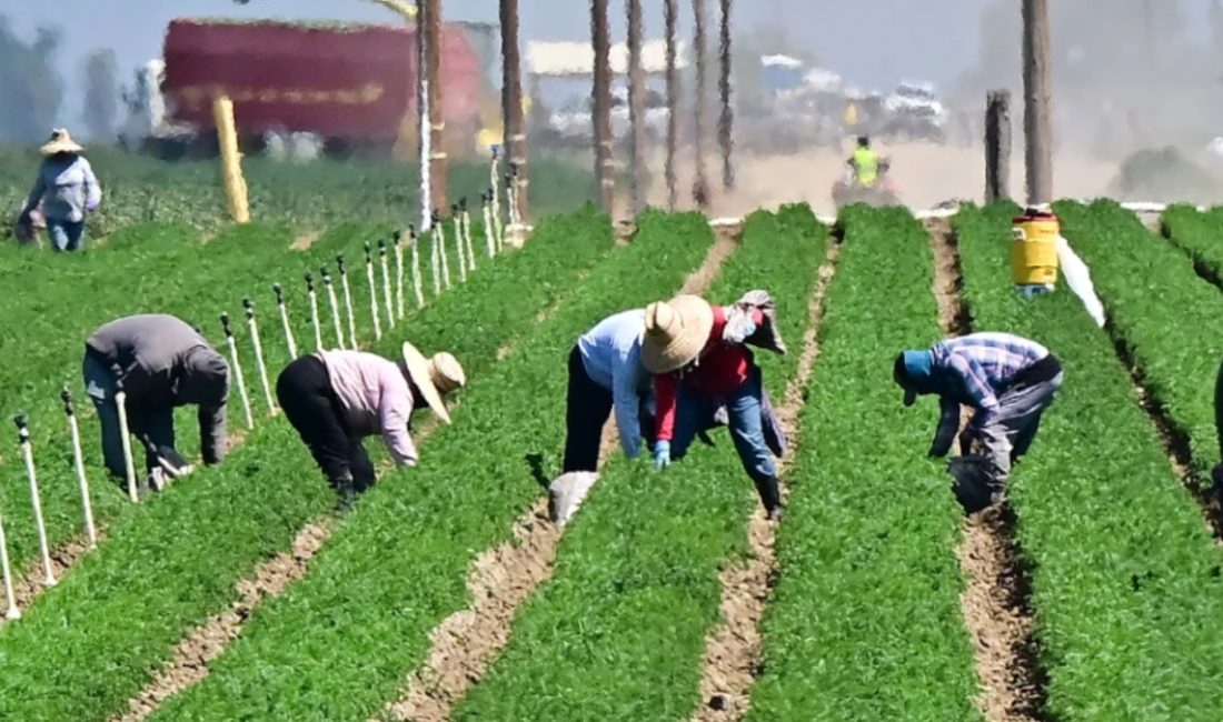 ABD'de, göçmenlerin hudut dışı edilmesi nedeniyle çalışan portföyünün yüzde 80'i