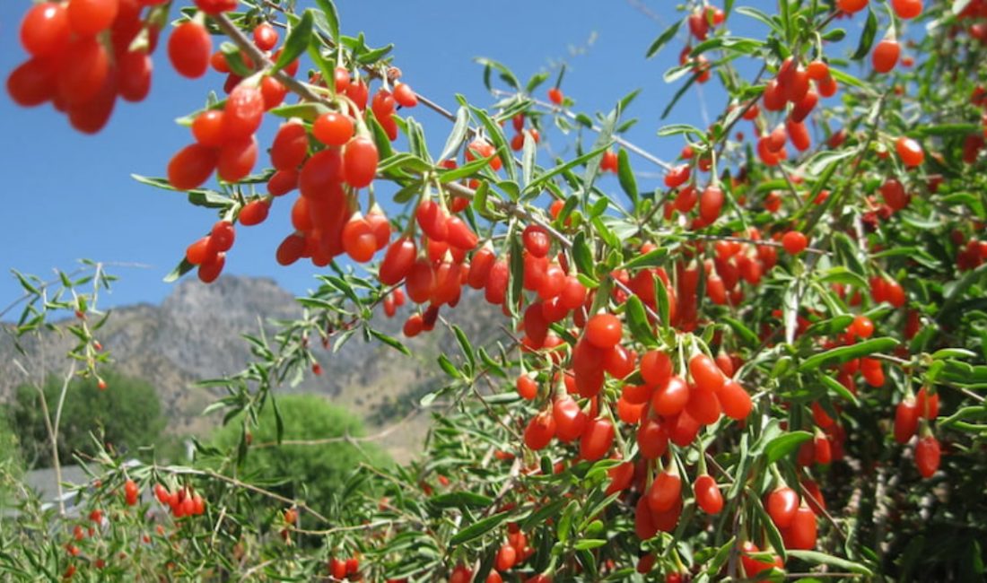 Goji berry, son yıllarda sağlıklı hayat tutkunlarının favori besinleri ortasında