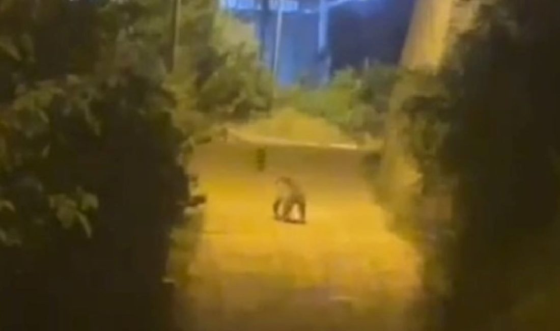 Gümüşhane’de kent merkezine kadar inen bir ayı, vatandaşlar tarafından görüntülendi.