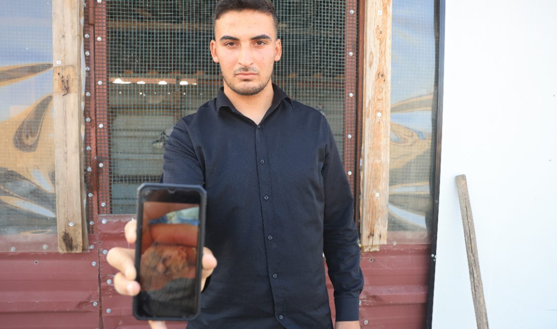 Antakya'da, 13 yıldır güvercinleri besleyen Mustafa Toman, güvercin yumurtalarını denetim