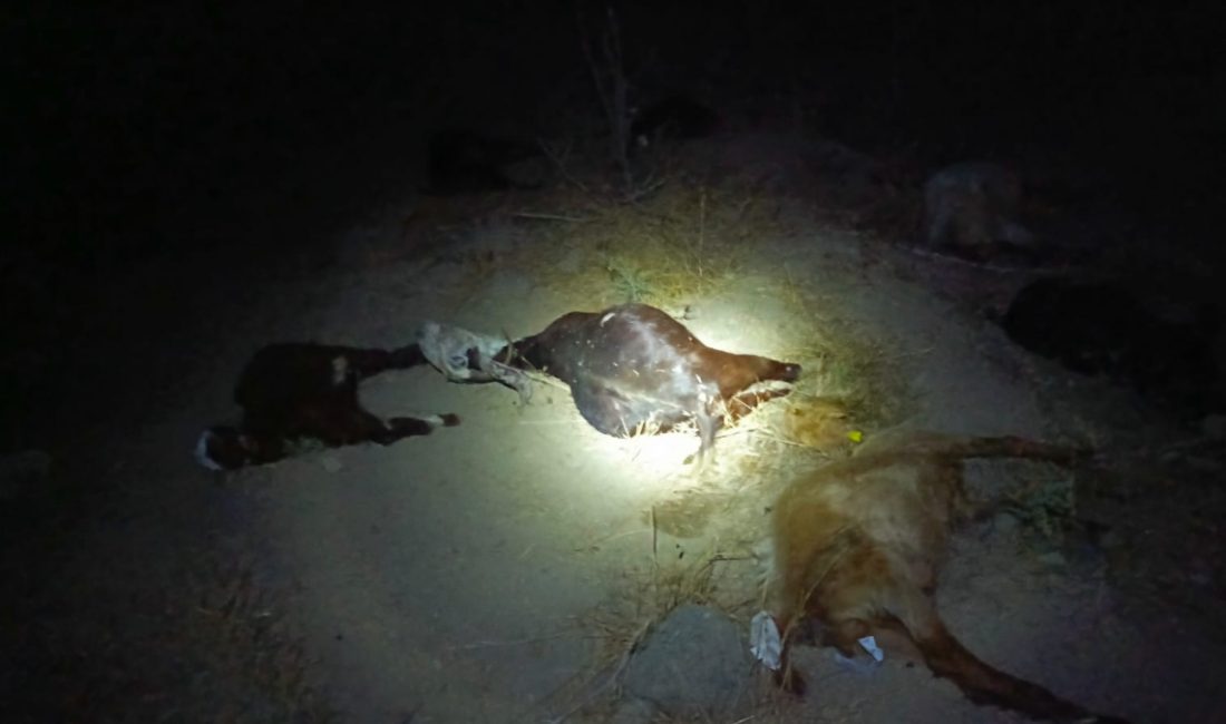 Hatay'da otlatmaya çıkarılan 65 küçükbaş hayvan, sanayi bölgesinden geçen derede