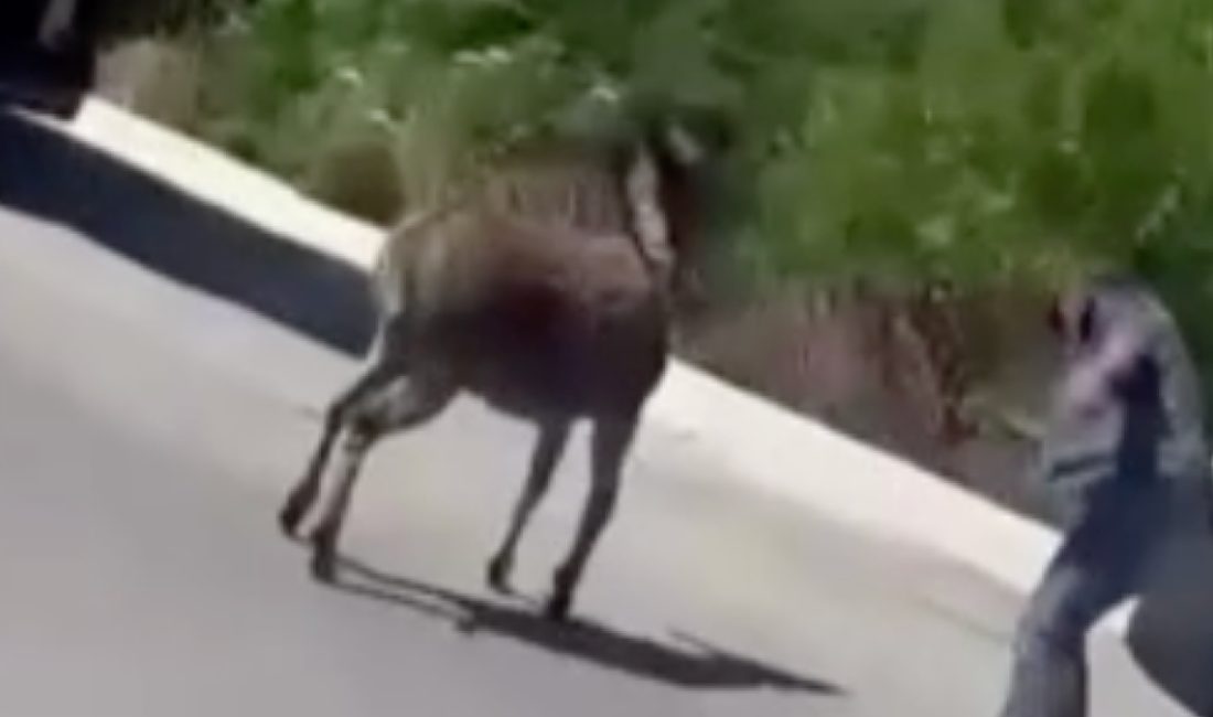 Arnavutköy ilçesinde başıboş bir eşek, gün içerisinde iki kişiyi kovaladı.
