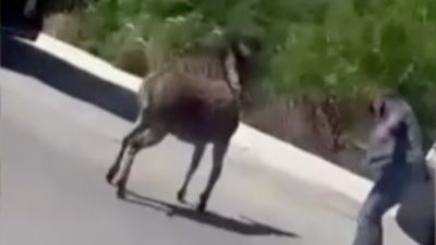 Arnavutköy ilçesinde başıboş bir eşek, gün içerisinde iki kişiyi kovaladı.