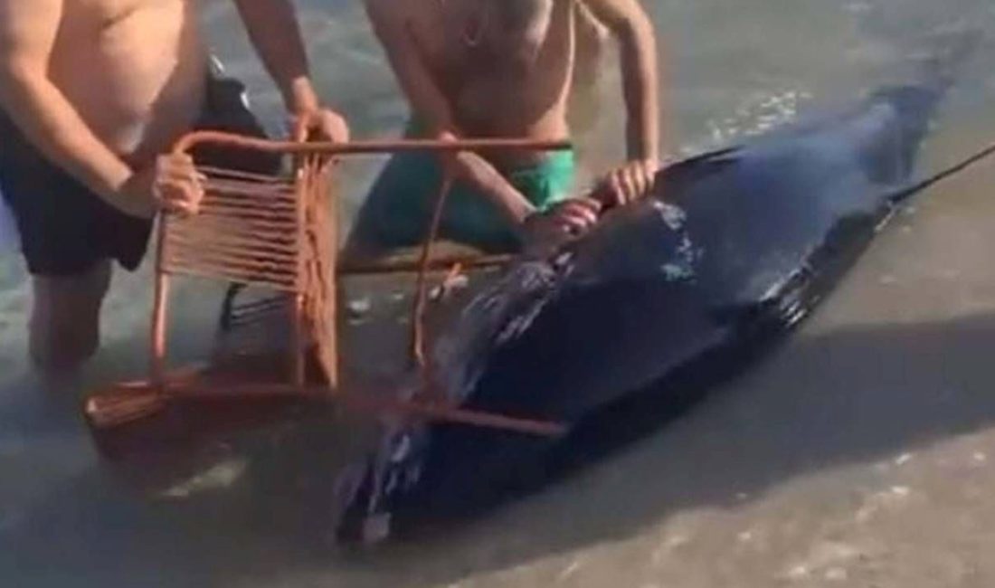 İzmir'in Çeşme ilçesinde, vatandaşlar kıyıya vuran orkinosu sandalyeyle karaya çıkarmaya