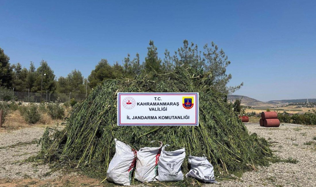 Jandarma gruplarının düzenlediği operasyonda 45 bin 844 kök kenevir ile