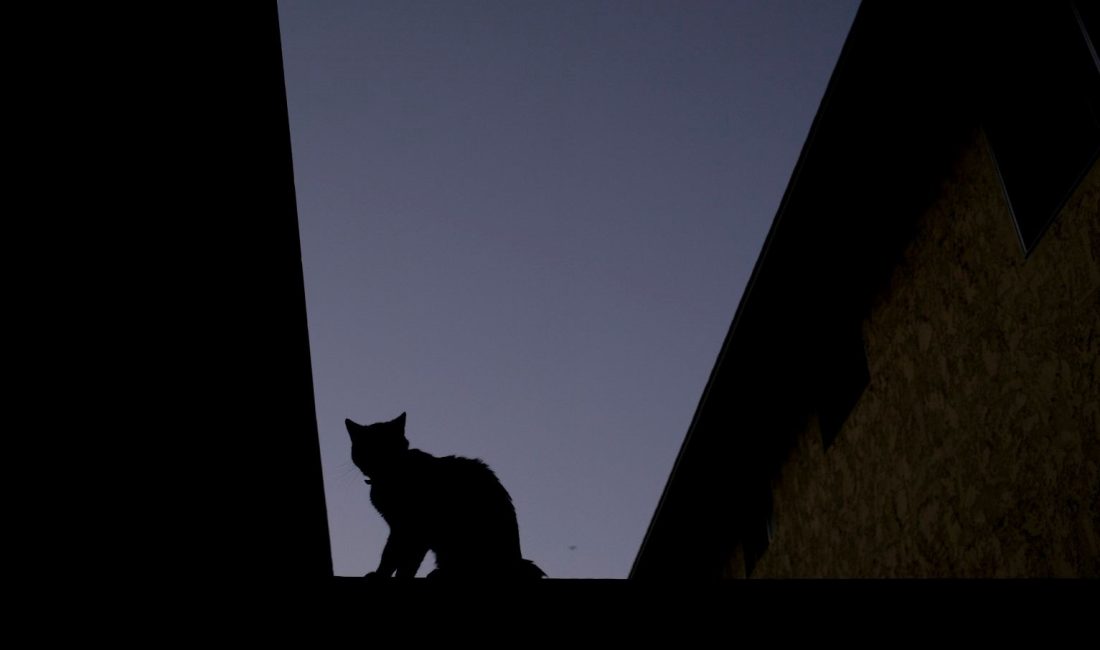 Bir tişört firmasının, "kayıp kedi ilanı" temalı tişörte gerçek bir