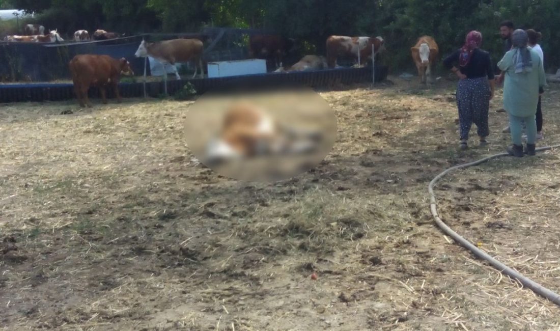 Kastamonu’nun Hanönü ilçesinde üç büyükbaş hayvan dereden su içtikten sonra