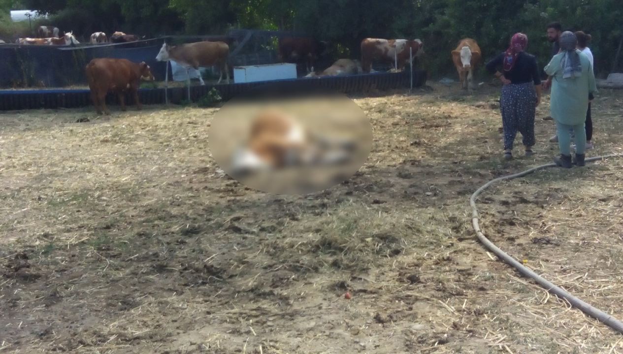 Kastamonu’nun Hanönü ilçesinde üç büyükbaş hayvan dereden su içtikten sonra
