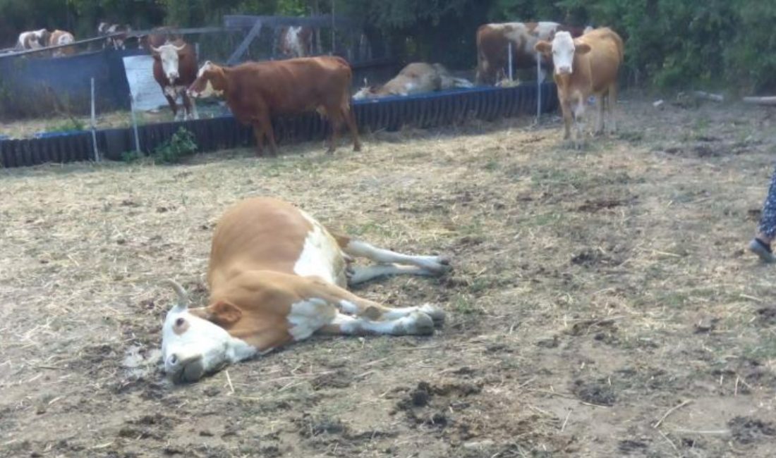 Kastamonu'da dereden su içen 3 büyükbaş hayvan, yapılan tedaviye karşın