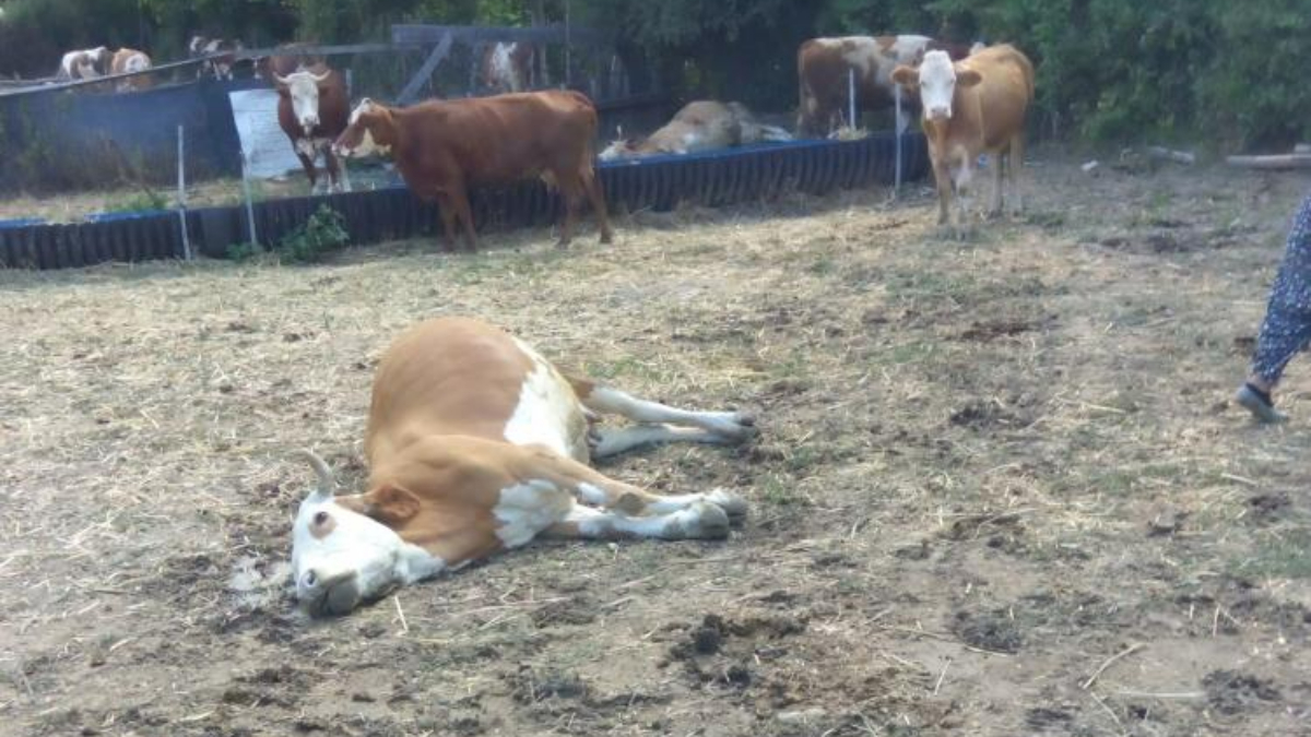 Kastamonu'da dereden su içen 3 büyükbaş hayvan, yapılan tedaviye karşın