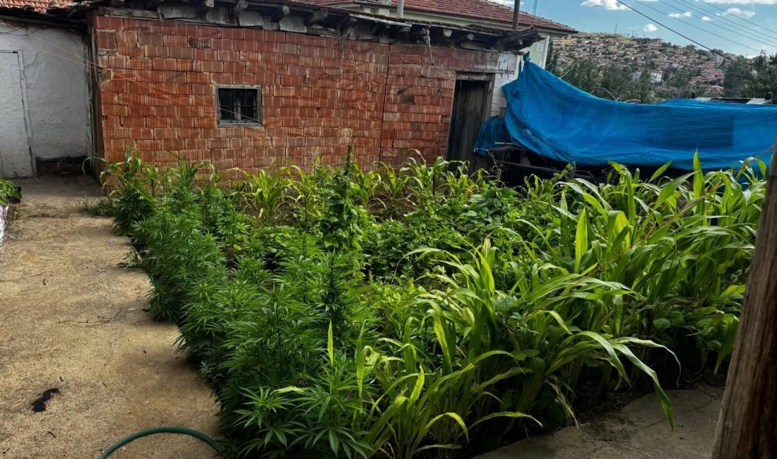 Kırıkkale'de bin 79 kök kenevir, 200 gram kubar esrar ve