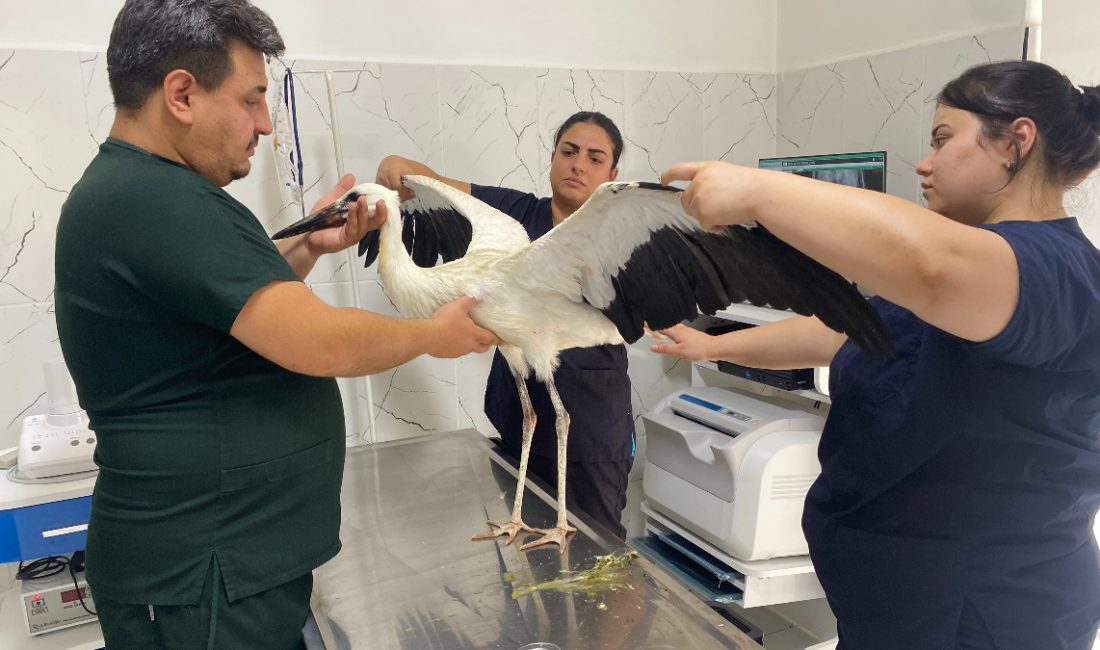 Manisa'ya bağlı Alaşehir ilçesinde çok susuzluk yaşadığı için bitkin halde