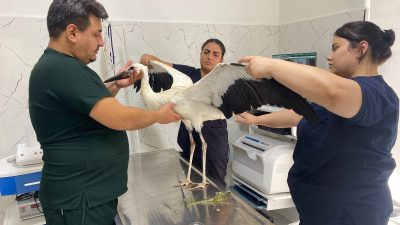 Manisa'ya bağlı Alaşehir ilçesinde çok susuzluk yaşadığı için bitkin halde