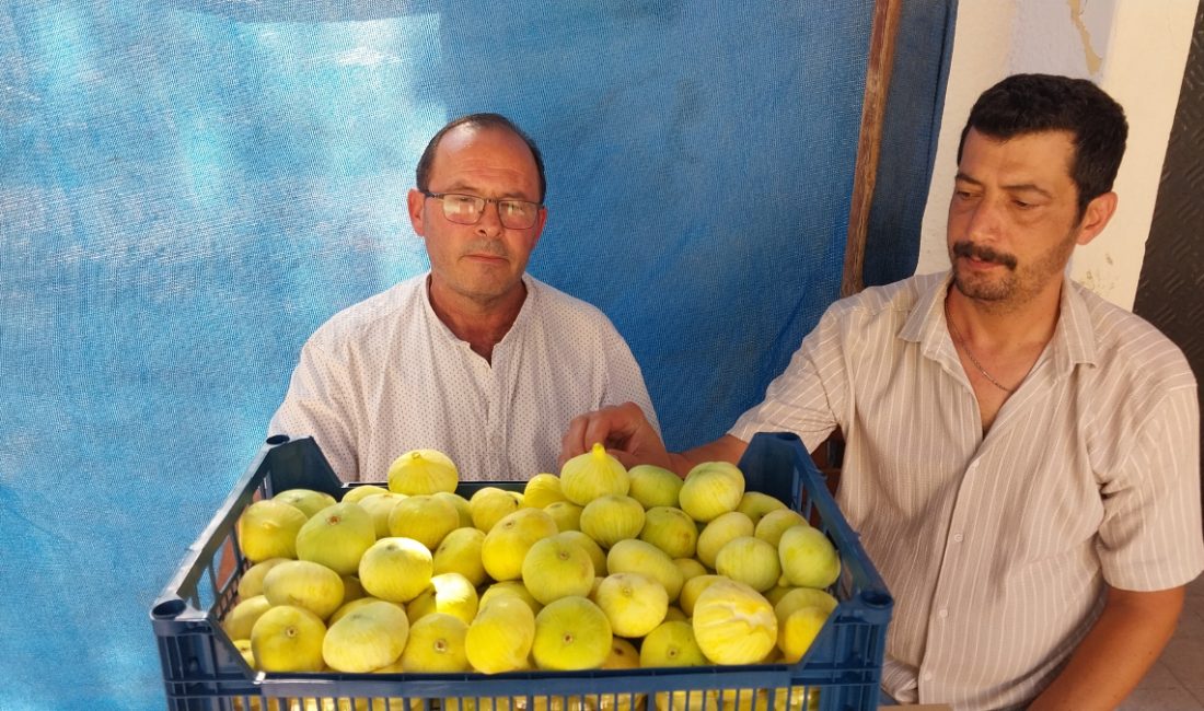 Mut ilçesinde birinci hasatta kilosu 200 liradan alıcı bulan beyaz