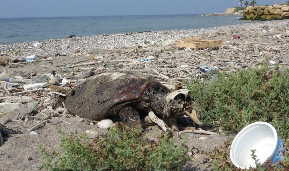Mersin'de Kazanlı kıyısına binlerce meyyit balık ve 2 meyyit deniz
