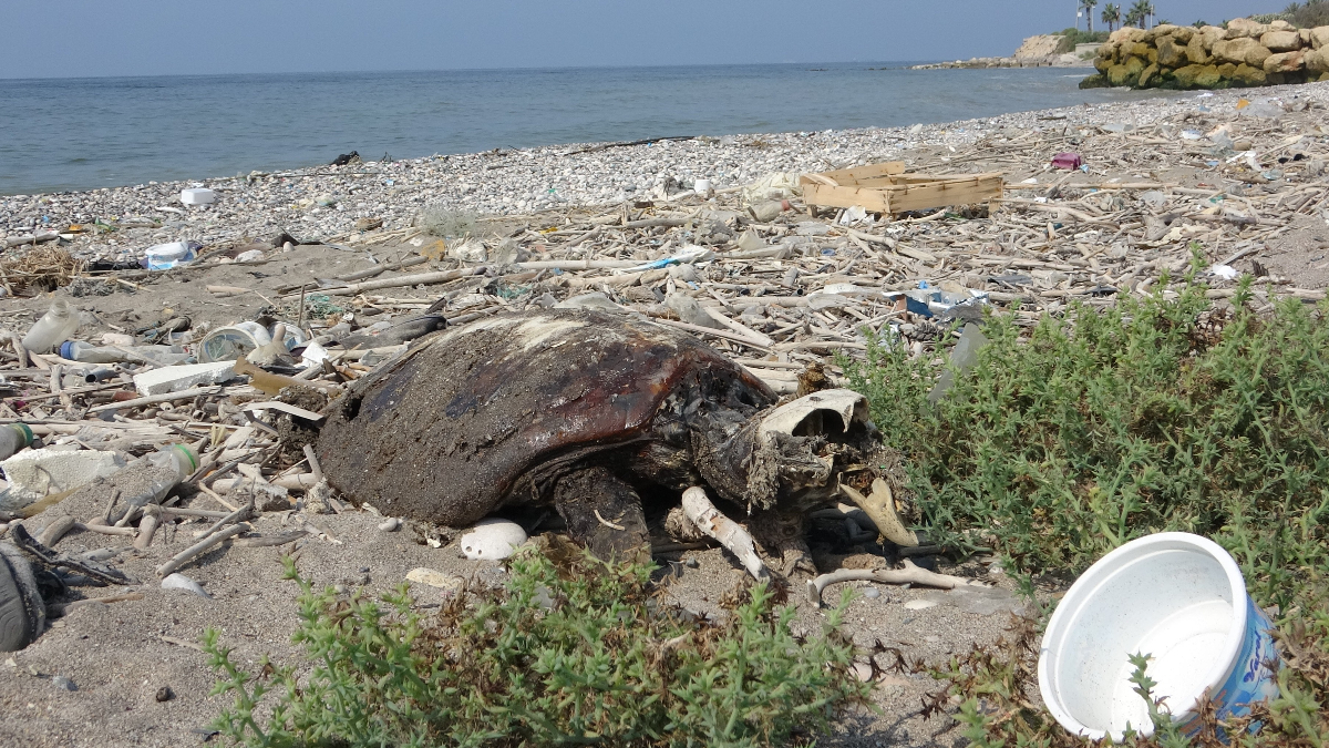 Mersin'de Kazanlı kıyısına binlerce meyyit balık ve 2 meyyit deniz