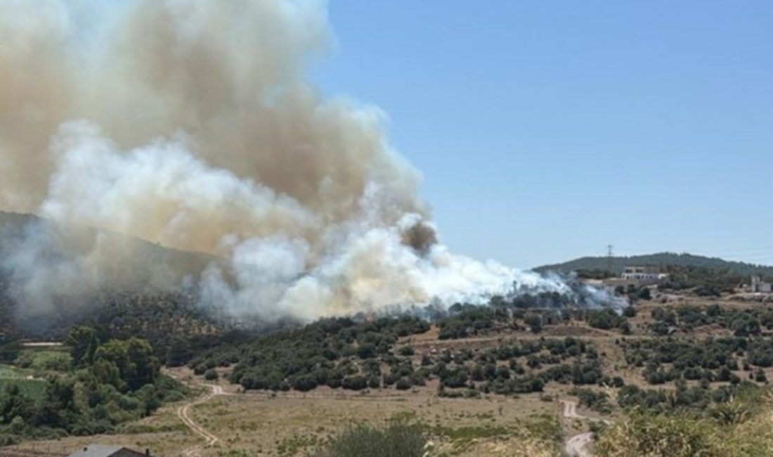 Muğla'nın Milas ilçesinde ziraat alanında çıkan yangın, havadan ve karadan