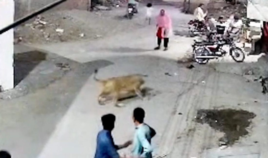 Lahor kentinde bir meskende beslenen aslan, bahçeden kaçarak yolda yürüyen