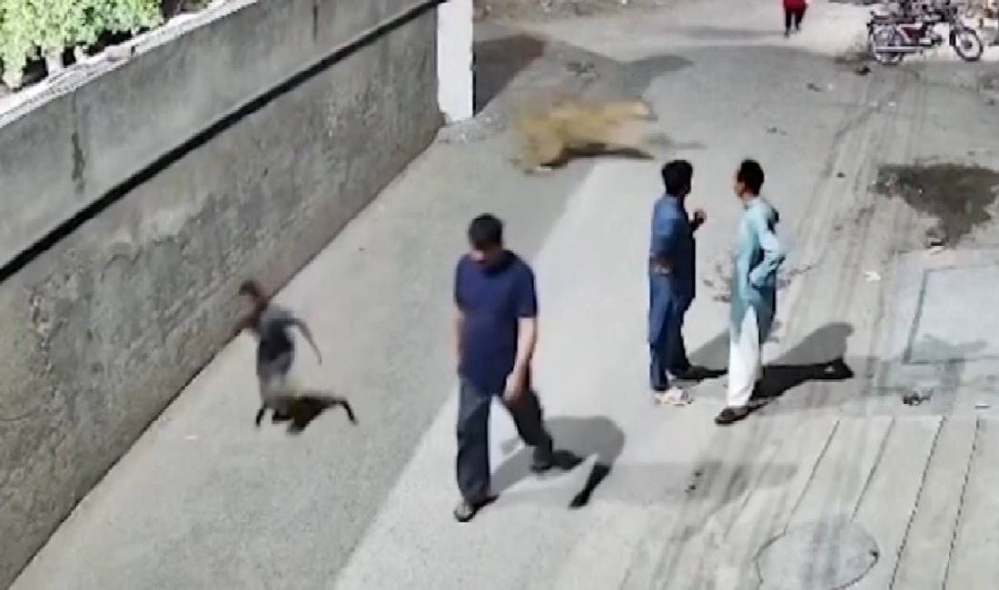 Pakistan'ın ikinci büyük kenti Lahor'da aslan dehşeti yaşandı. Beslendiği meskenin