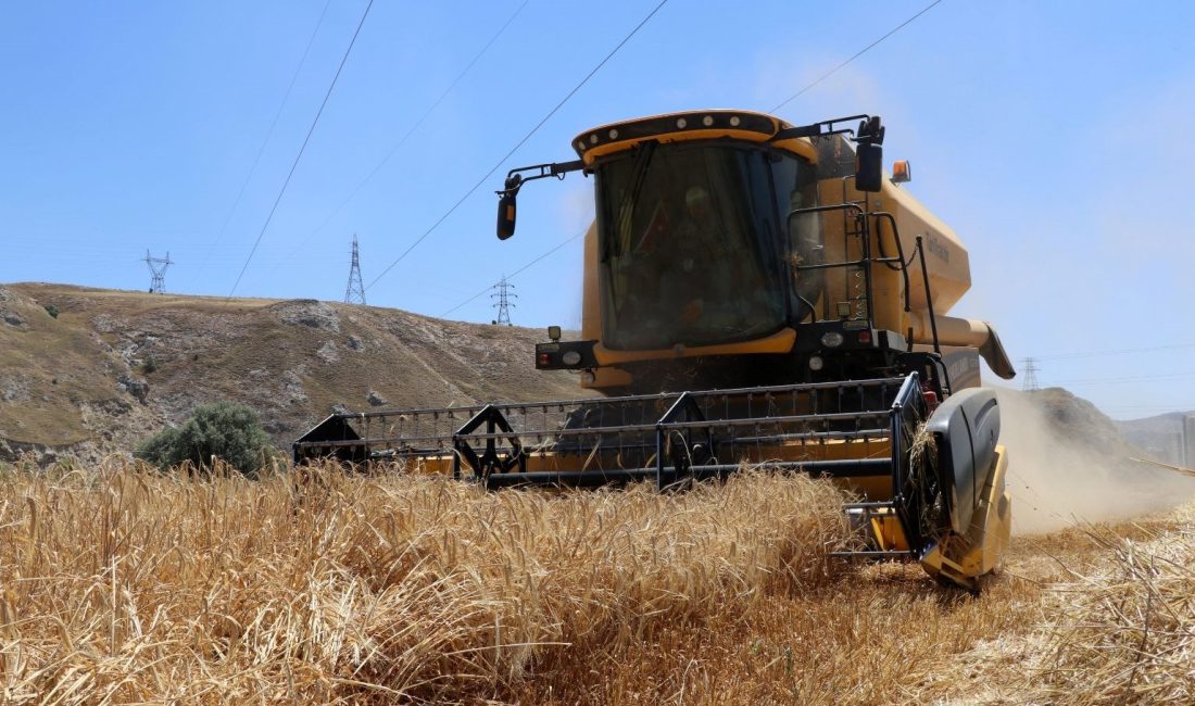 Erzincan’da buğday ve arpa hasadı başladı. Tarlalara giren biçerdöverler, rekor