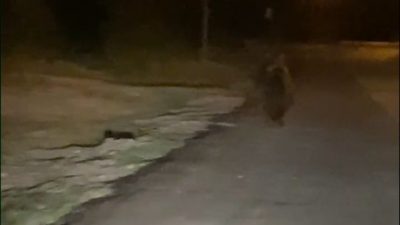 Erenler ilçesinde kırsal mahalleye inen ayı, bir araç şoförü tarafından