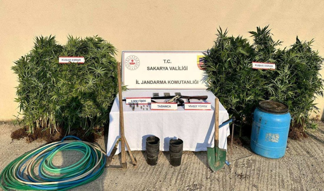 Sakarya’nın Hendek ilçesinde jandarma gruplarınca düzenlenen uyuşturucu operasyonunda 147 kök
