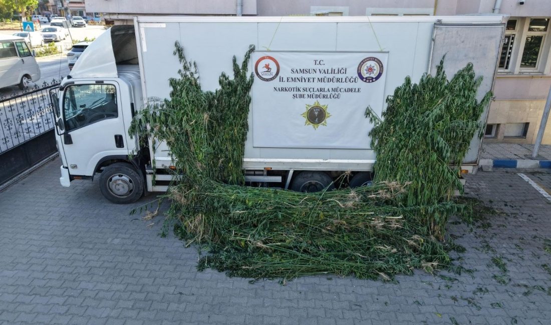 Samsun'un Vezirköprü ilçesinde, polis grupları ayçiçeği ekili tarlada 5 bin