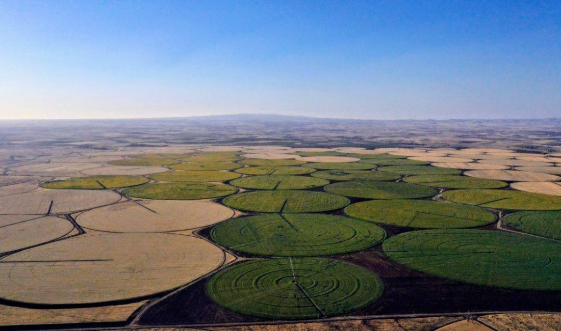 Türkiye'nin tahıl ambarı olarak isimlendirilen kenti Şanlıurfa'da ayçiçeğinin çiçek açmasıyla