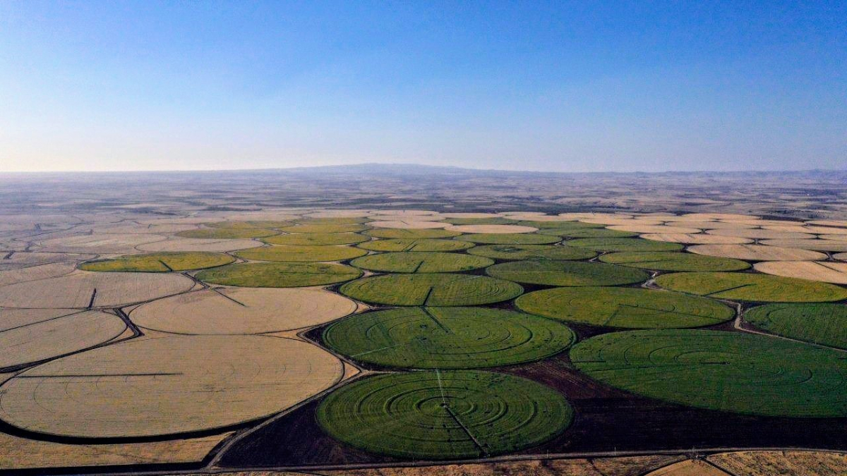Türkiye'nin tahıl ambarı olarak isimlendirilen kenti Şanlıurfa'da ayçiçeğinin çiçek açmasıyla