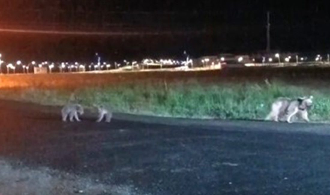 Gece saatlerinde bir vatandaş tarafından kaydedilen imgelerde anne ayı ve