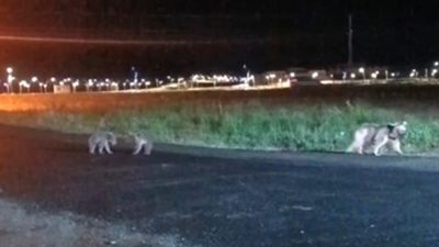 Gece saatlerinde bir vatandaş tarafından kaydedilen imgelerde anne ayı ve