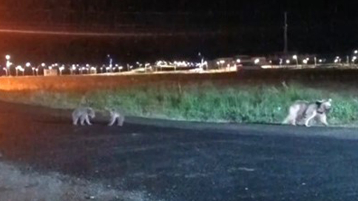 Gece saatlerinde bir vatandaş tarafından kaydedilen imgelerde anne ayı ve