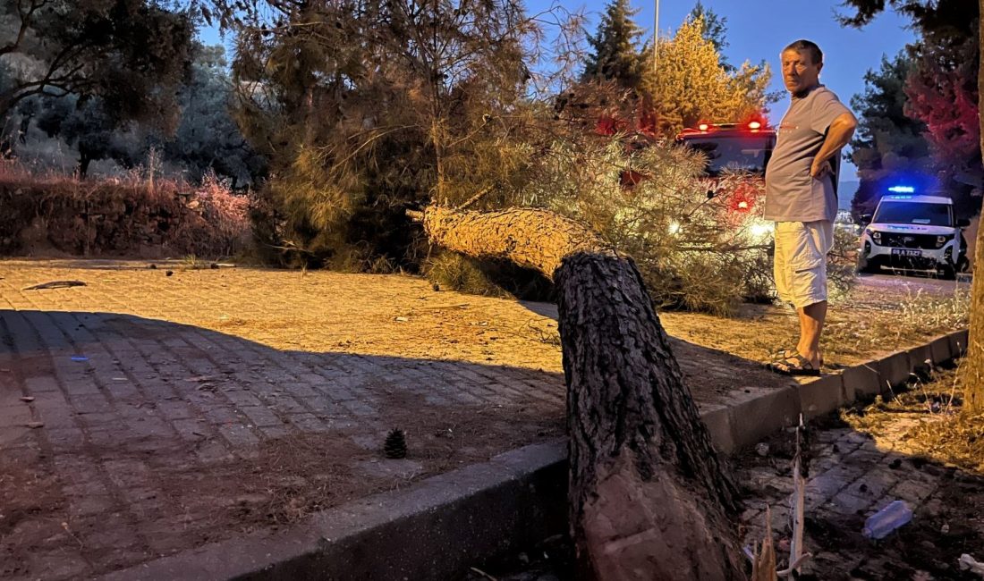 Aydın'da seyir halinde olan bir kamyonetin üzerine çam ağacı devrildi.