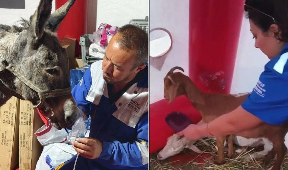 Ödemiş'teki yangından etkilenen çok sayıda hayvan ortasında yer alan bir