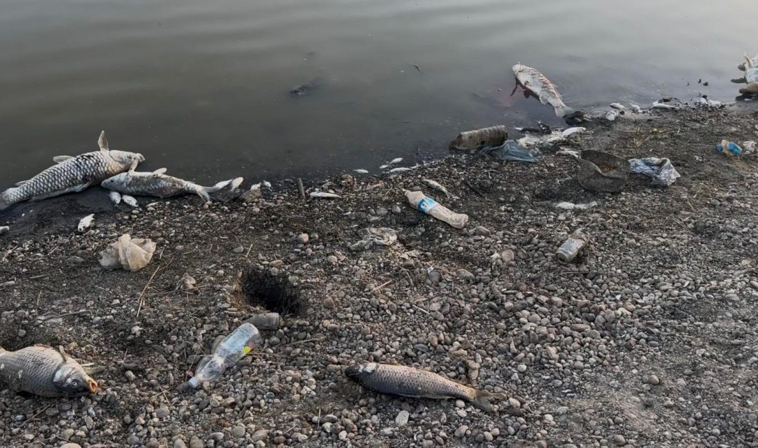 Tekirdağ'daki Yeşilsırt Barajı'nı kuraklık vurdu. Barajda suyun büyük kısmında çekilme