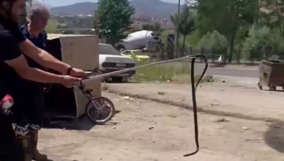 Bingöl'de oto tamir işletmesine giren yılan paniğe neden oldu.