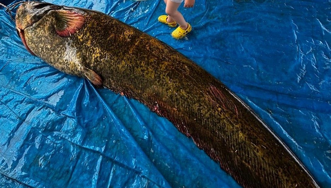 Manisa’nın Köprübaşı ilçesindeki Demirköprü Baraj Gölü'nde 114 kilogram yükünde ve