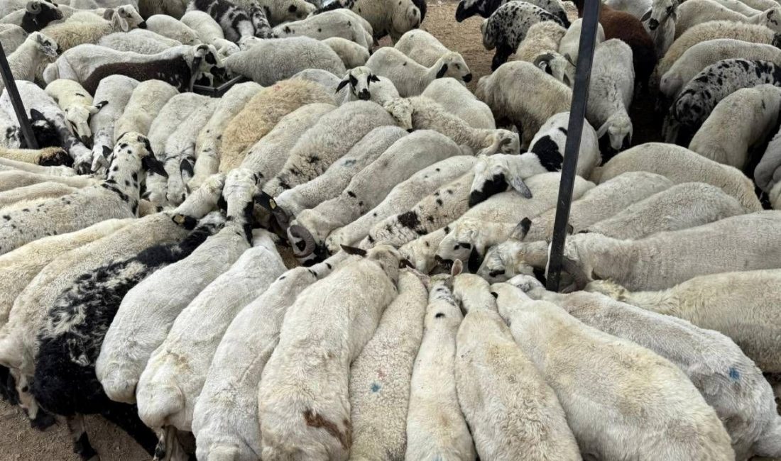 Adana Tarım ve Orman İl Müdürlüğü, kentte şap hastalığı görüldüğünü