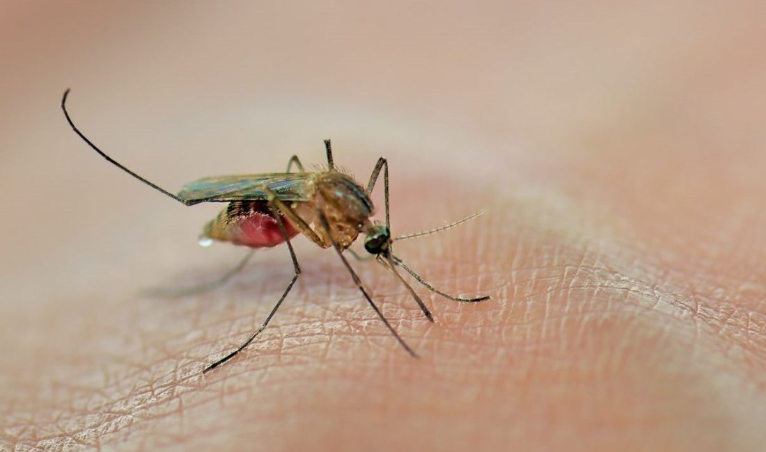 Hong Kong’da altı yıl ortadan sonra birinci chikungunya hadisesi bildirildi.