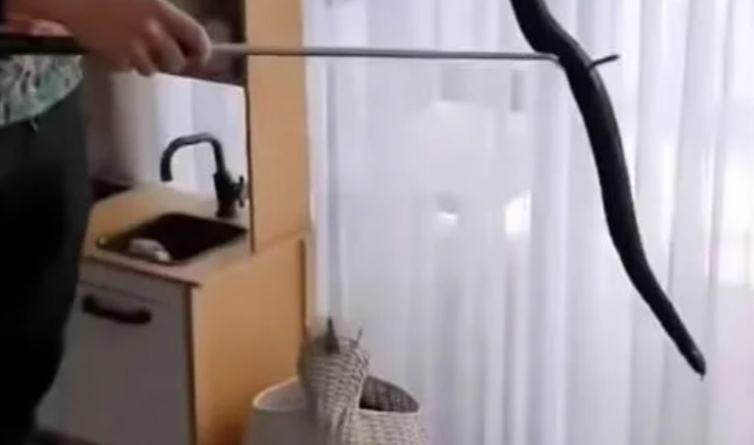 Avustralya’da yaşayan bir anne, kızının oyuncak kutusunun içinde zehirli bir